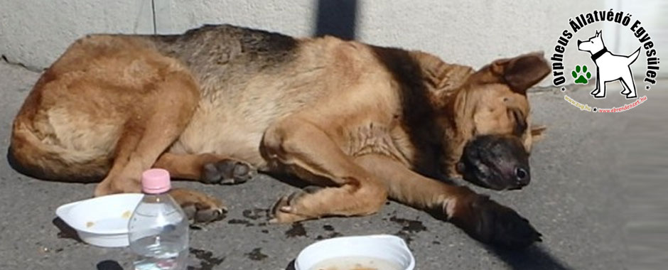 kutya, cica, gazdikereső kutya, cica, állatmenhely, örökbefogadás, adóbevalláskor adó 1+1 személyi jövedelemadó kutyaotthon